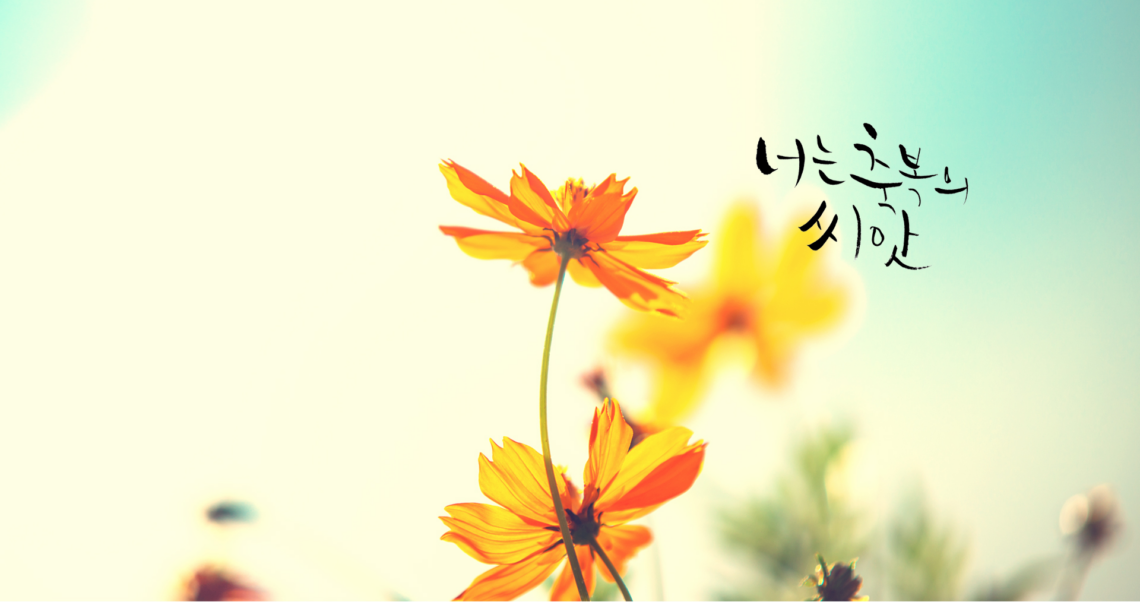 Bright orange flowers with a soft, light background.