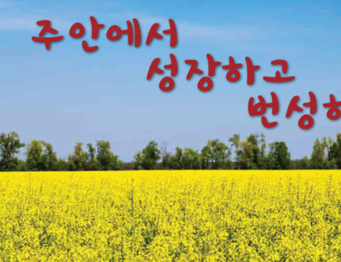 A vast yellow field under a clear sky with Korean text above.
