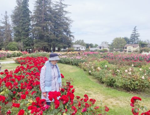 Person standing in a vibrant rose garden with red flowers.